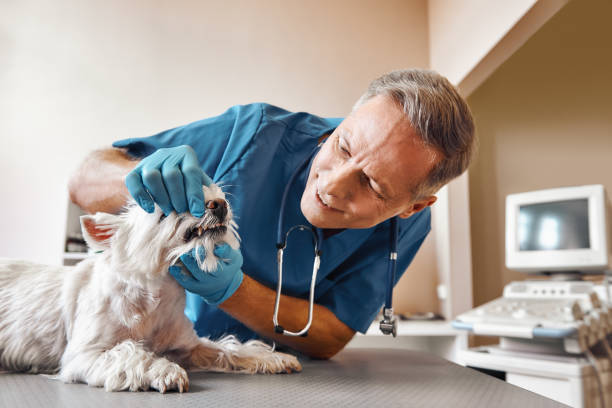 Best Root Canal Emergency Dentist  in Pelican Marsh, FL